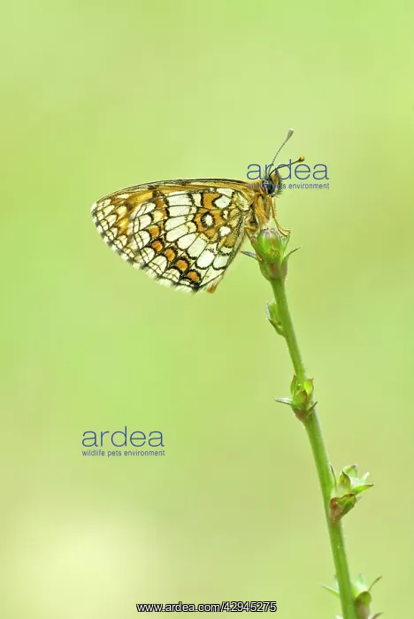 : Heath fritillary - Underside, resting on plant : Heath fritillary - Underside, resting on plant