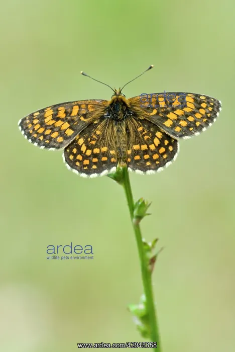 : Heath fritillary - Upperside : Heath fritillary - Upperside