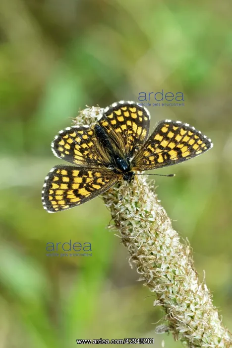 : Heath fritillary - Upperside, resting on seed head : Heath fritillary - Upperside, resting on seed head