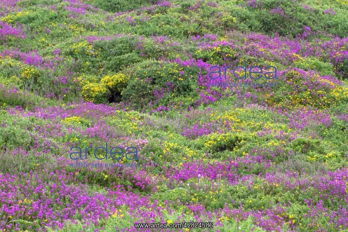 : Heath - heather and gorse : Heath - heather and gorse