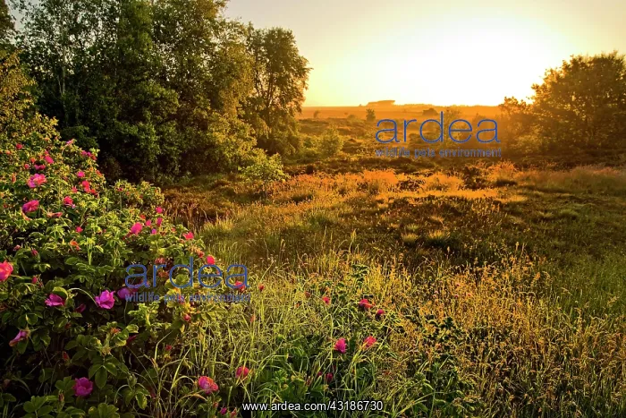  : Heath landscape at sunrise, Amrum Island, North