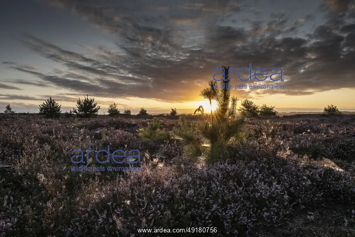: Heath landscape at sunrise, Emsland : Heath landscape at sunrise, Emsland