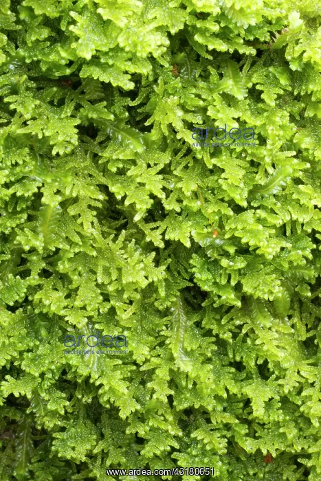 : Heath Plait-moss - Plougastel-Daoulas, Finistere : Heath Plait-moss - Plougastel-Daoulas, Finistere