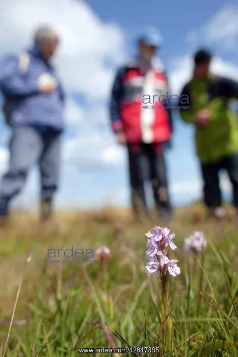 : Heath Spotted Orchid : Heath Spotted Orchid