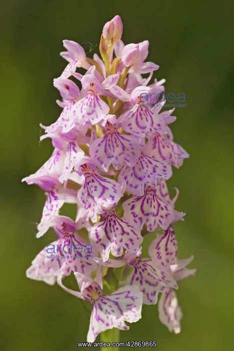 : Heath Spotted-Orchid : Heath Spotted-Orchid