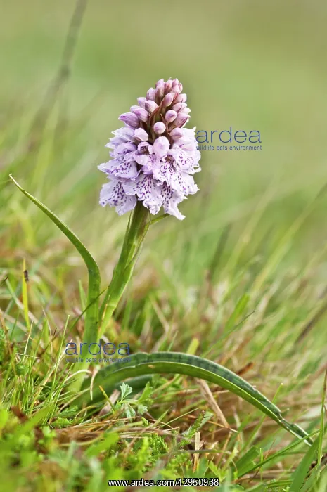 : Heath Spotted Orchid : Heath Spotted Orchid