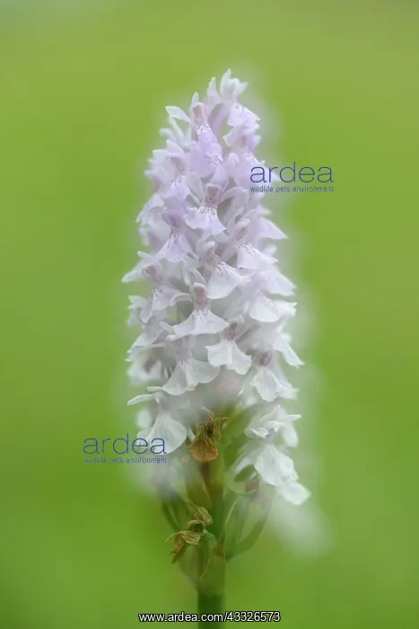 : Heath Spotted Orchid : Heath Spotted Orchid