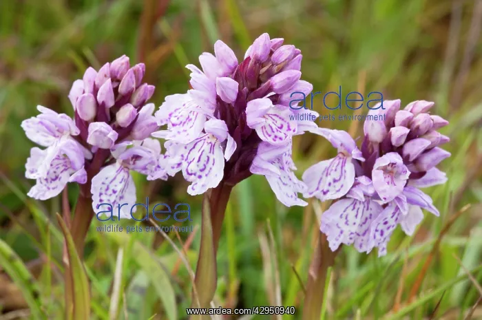 : Heath Spotted Orchid - Close up of three flower heads : Heath Spotted Orchid - Close up of three flower heads