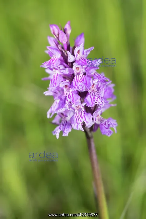 : The heath spotted-orchid (Dactylorhiza maculta) : The heath spotted-orchid (Dactylorhiza maculta)