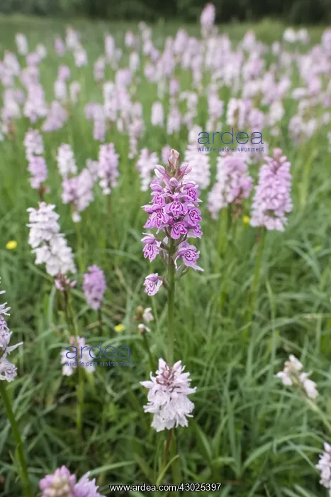 : Heath Spotted-orchids in damp meadow, Norfolk UK : Heath Spotted-orchids in damp meadow, Norfolk UK