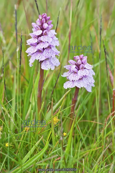 : Heath Spotted Orchids - two flower spikes : Heath Spotted Orchids - two flower spikes