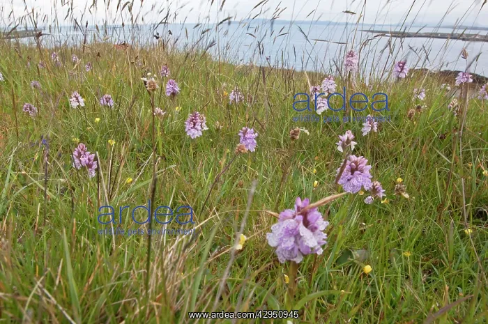 : Heath Spotted Orchids - mass of flowers growing : Heath Spotted Orchids - mass of flowers growing