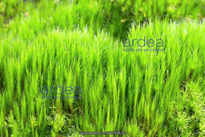 : Heath Star Mos - Saint-Pabu. Finistere. Bretagne : Heath Star Mos - Saint-Pabu. Finistere. Bretagne