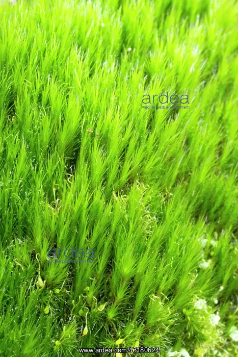 : Heath Star Mos - Saint-Pabu. Finistere. Bretagne : Heath Star Mos - Saint-Pabu. Finistere. Bretagne