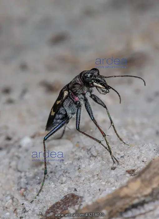 : Heath tiger beetle, Cicindela sylvatica, on dry : Heath tiger beetle, Cicindela sylvatica, on dry