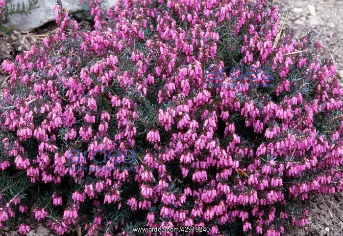  : HEATHER (Erica carnea)