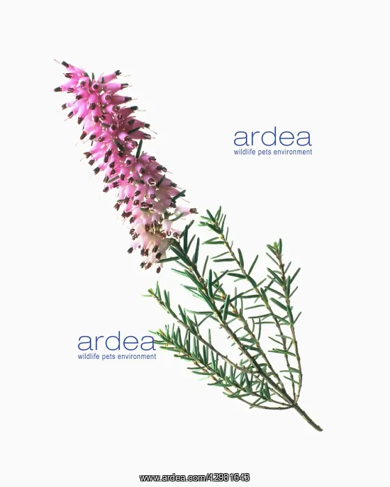 : Heather, Winter heath, Erica : Heather, Winter heath, Erica