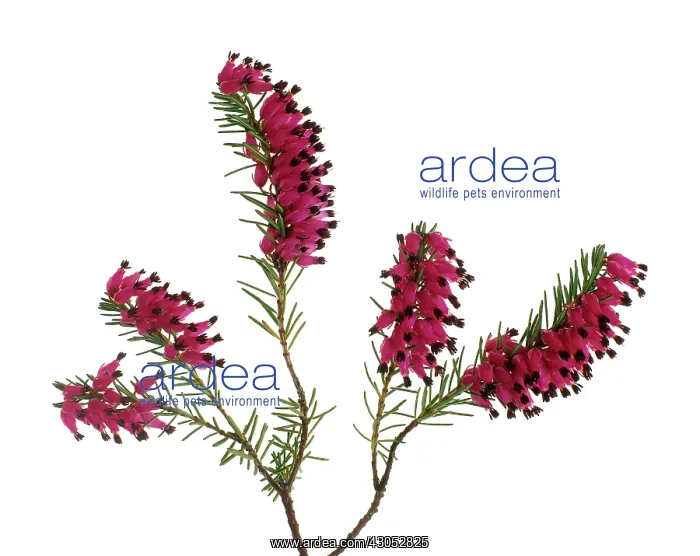 : Heather, Winter heath, Spring heath, Bell heather, Erica : Heather, Winter heath, Spring heath, Bell heather, Erica