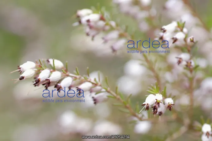 : Heather, Winter heath, Spring heath, Bell heather, Erica carnea : Heather, Winter heath, Spring heath, Bell heather, Erica carnea