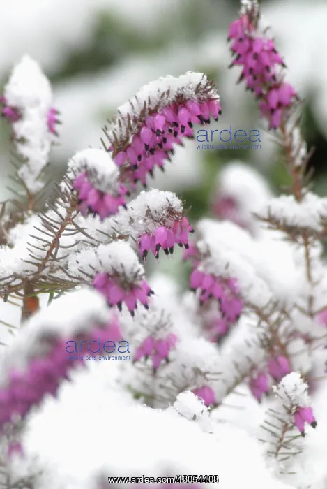 : Heather, Winter heath, Spring heath, Bell heather, Erica carnea : Heather, Winter heath, Spring heath, Bell heather, Erica carnea