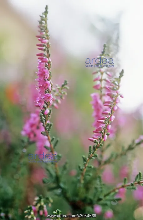 : Heather, Calluna vulgaris : Heather, Calluna vulgaris