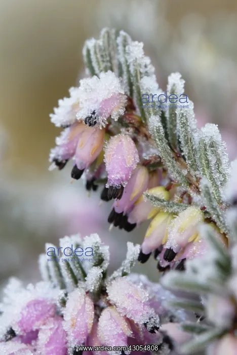 : Heather, Winter heath, Spring heath, Bell heather, Erica carnea : Heather, Winter heath, Spring heath, Bell heather, Erica carnea