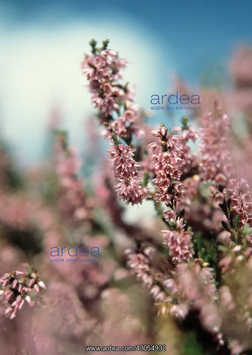 : Heather, Calluna vulgaris : Heather, Calluna vulgaris