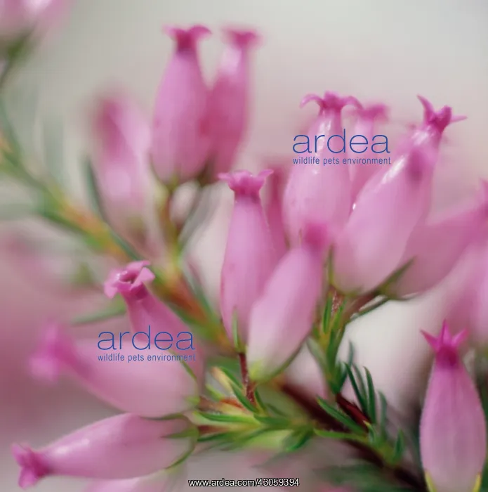 : Heather, Winter heath, Spring heath, Bell heather, Erica : Heather, Winter heath, Spring heath, Bell heather, Erica