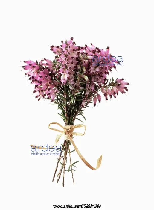 : Heather, Winter heath, Spring heath, Bell heather, Erica : Heather, Winter heath, Spring heath, Bell heather, Erica