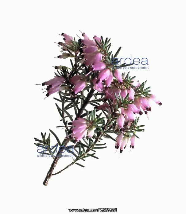 : Heather, Winter heath, Erica : Heather, Winter heath, Erica
