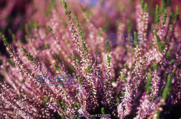 : Heather, Calluna : Heather, Calluna