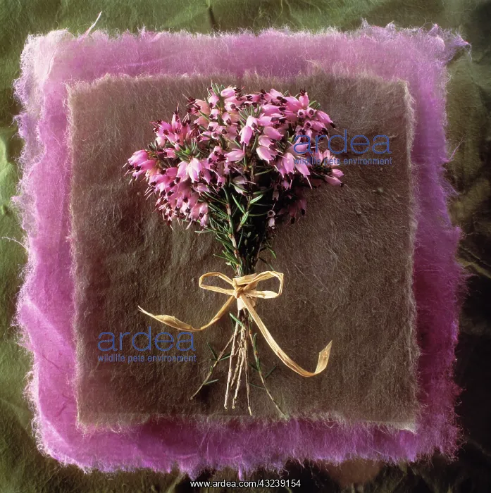 : Heather, Winter heath, Erica : Heather, Winter heath, Erica