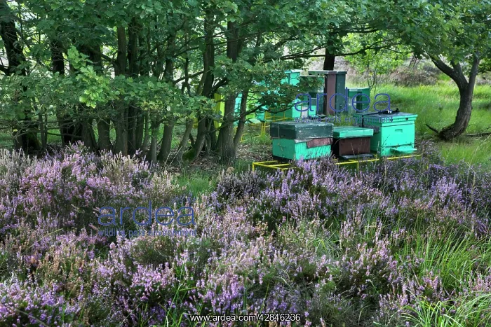 : Heather - with Apiculture shown in background : Heather - with Apiculture shown in background