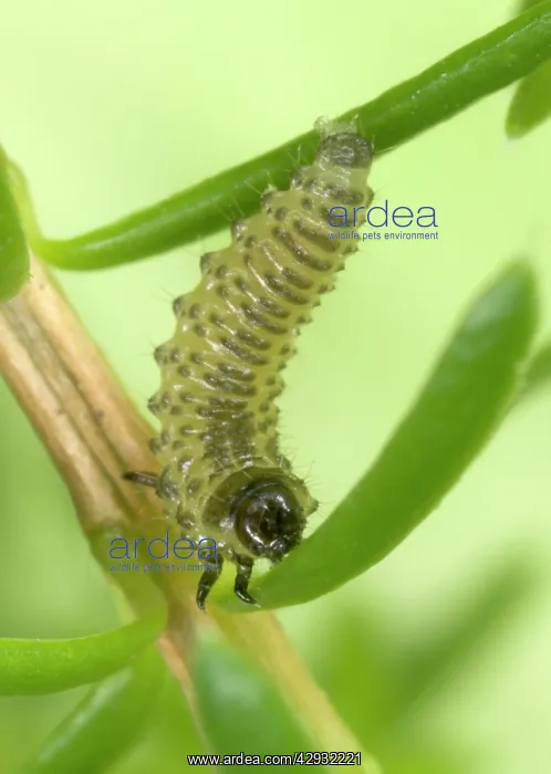 : Heather BEETLE - larva : Heather BEETLE - larva