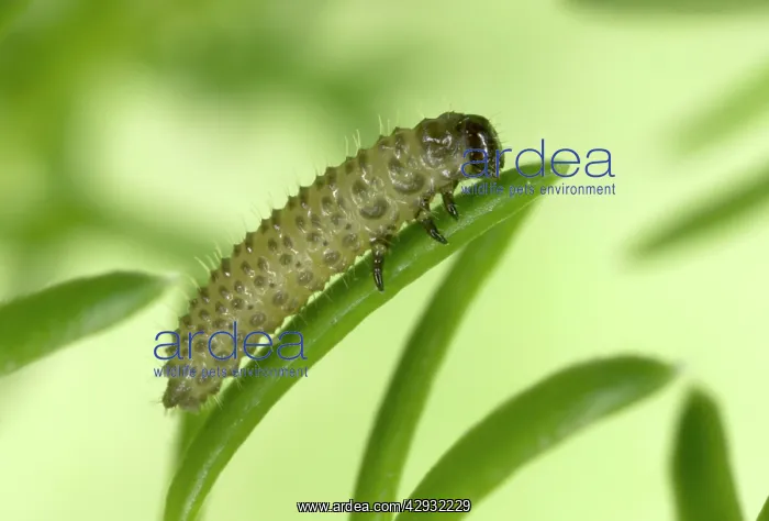 : Heather BEETLE - larva : Heather BEETLE - larva