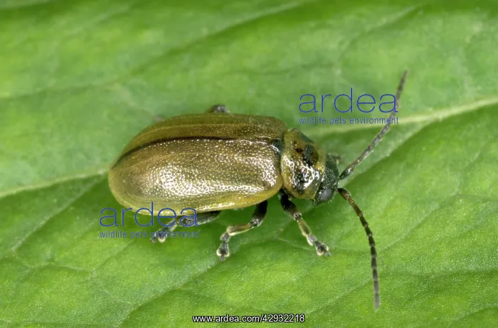 : Heather BEETLE - on leaf : Heather BEETLE - on leaf