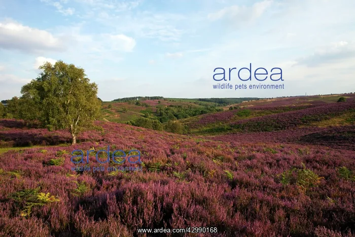 : Heather in full bloom on Cannock Chase : Heather in full bloom on Cannock Chase
