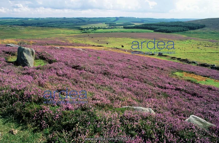 : HEATHER - Blooming and Moorland : HEATHER - Blooming and Moorland