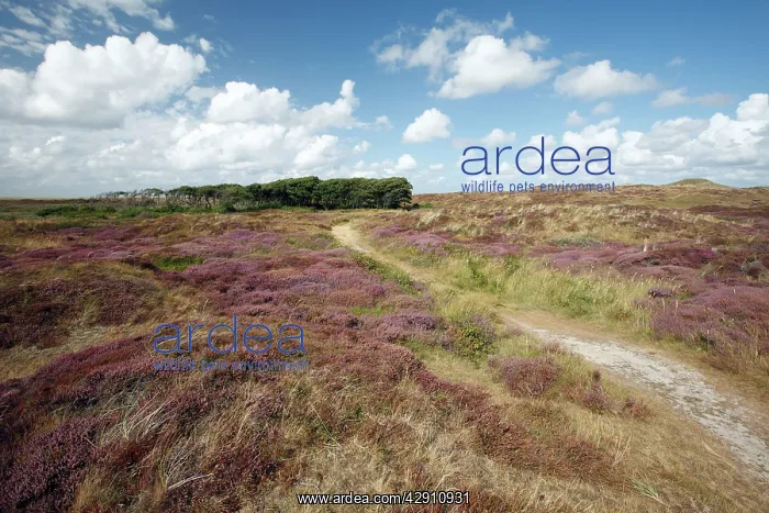 : Heather - in blossom - and Alder Tree copse : Heather - in blossom - and Alder Tree copse