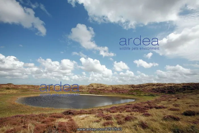  : Heather - in blossom - and heathland lake
