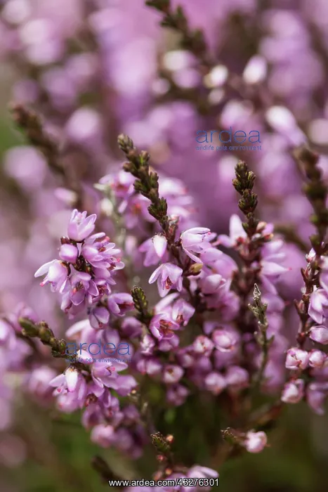 : Heather, Calluna vulgaris, Purple subject : Heather, Calluna vulgaris, Purple subject