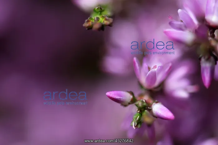 : Heather, Calluna vulgaris, Purple subject : Heather, Calluna vulgaris, Purple subject