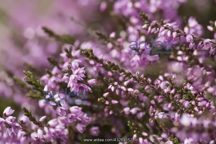 : Heather, Calluna vulgaris, Purple subject : Heather, Calluna vulgaris, Purple subject