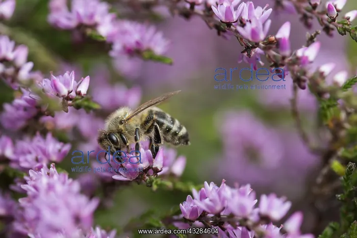 : Heather, Calluna vulgaris, Purple subject : Heather, Calluna vulgaris, Purple subject
