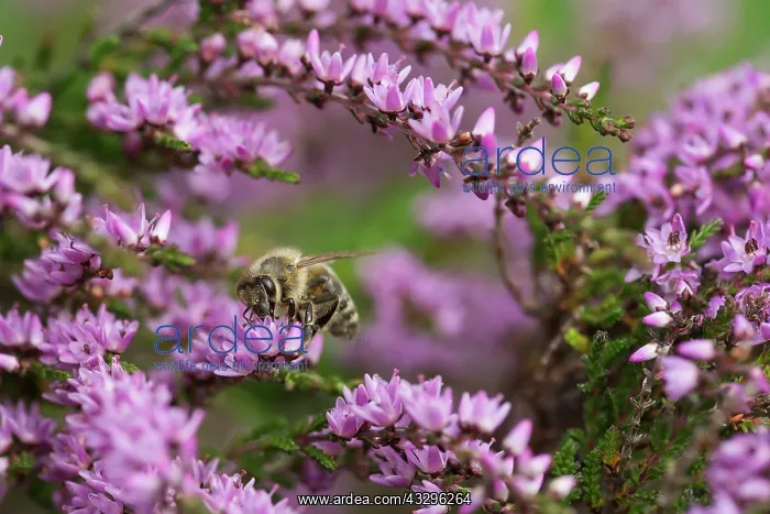 : Heather, Calluna vulgaris, Purple subject : Heather, Calluna vulgaris, Purple subject