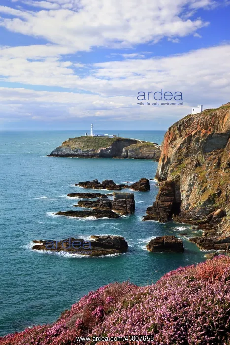  : Heather along the cliffs of Anglesey with South