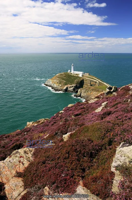 : Heather along the cliffs of Anglesey with South : Heather along the cliffs of Anglesey with South