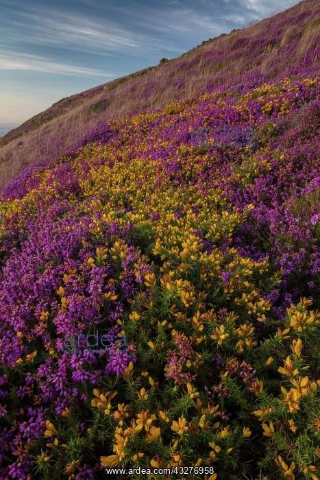 : Heather and Dwarf Gorse moorland in flower on the : Heather and Dwarf Gorse moorland in flower on the