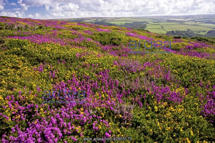 : Heather - in full flower : Heather - in full flower