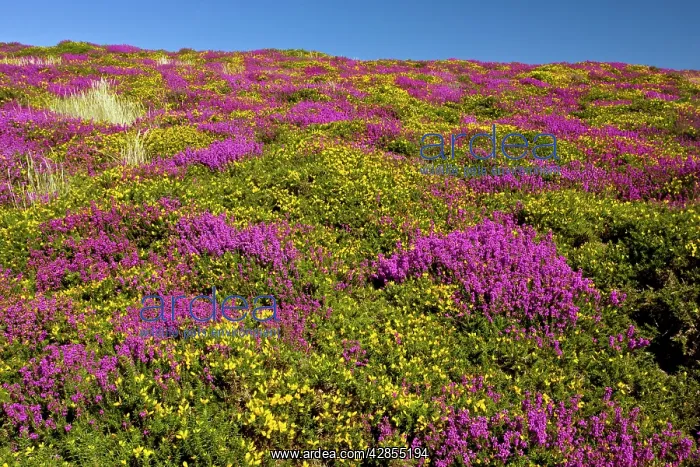 : Heather - in full flower : Heather - in full flower